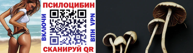 Купить закладки  Волхов  Псилоцибиновые грибы Psilocybe 